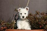 WESTIE 326